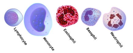Different Types of White Blood Cells